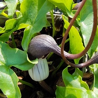 Arisarum proboscideum